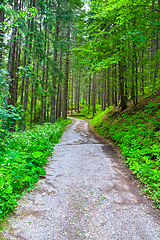 Image showing Ground road in summer mountain forest