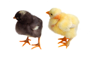 Image showing Young chicken isolated