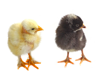Image showing Young chicken isolated