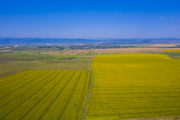 Image showing Sunflower fields and summer landscape