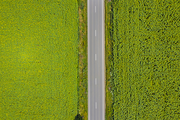 Image showing Above road and sunflower fields