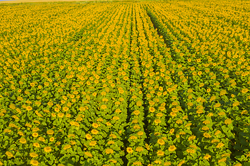 Image showing Aerial view of sunflower fields