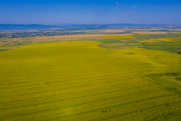 Image showing Yellow sunflower field from above