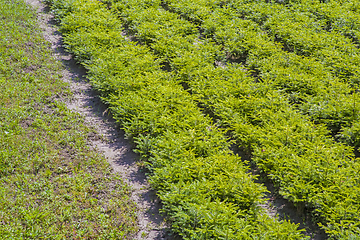 Image showing Young fir tree plantation