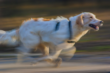 Image showing Adorable running dog with motion blur