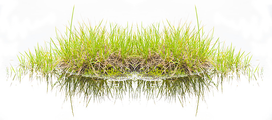 Image showing Reflecting bush green grass over white