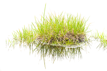 Image showing Isolated bush grass with reflections