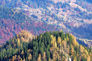 Image showing Autumn trees landscape in mountains