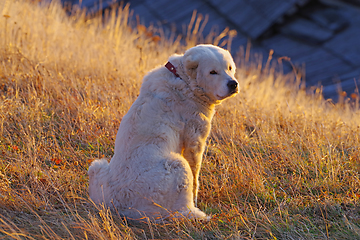 Image showing Beautiful white dog