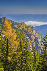 Image showing Yellow larch trees in green forest