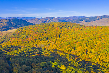 Image showing Aerial view of autumn forest
