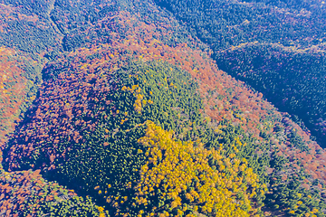 Image showing Autumn forest viewed from above