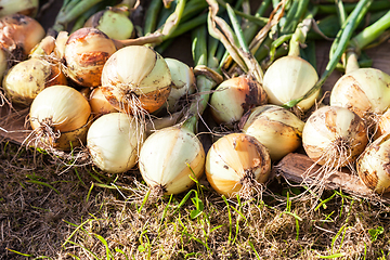 Image showing Freshly dug organic onion drying on the grass in summer sunny da