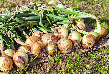 Image showing Freshly dug organic onion drying on the grass in summer sunny da