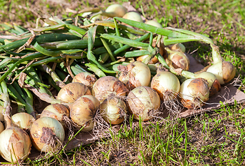 Image showing Freshly dug organic onion drying on the grass in sunny day