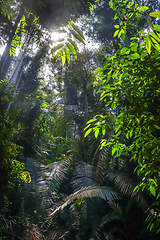 Image showing Jungle landscape Taman Negara national park, Malaysia