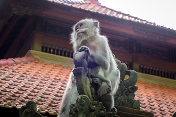 Image showing Monkeys on a temple roof in the Monkey Forest, Ubud, Bali, Indon