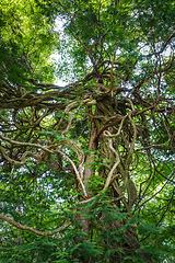 Image showing Fantasy tree in Nikko botanical garden, Japan