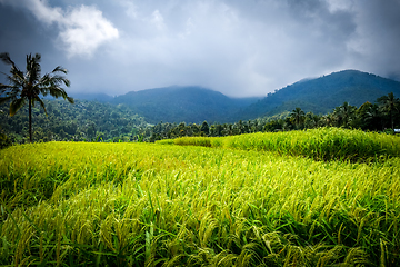 Image showing Paddy field rice terraces, Munduk, Bali, Indonesia