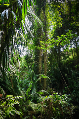 Image showing Jungle landscape in the Monkey Forest, Ubud, Bali, Indonesia