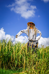 Image showing Scarecrow in Jatiluwih paddy field rice terraces, Bali, Indonesi