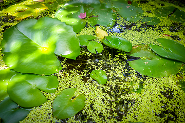 Image showing Nenuphar in water pond background