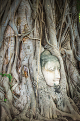 Image showing Buddha Head in Tree Roots, Wat Mahathat, Ayutthaya, Thailand