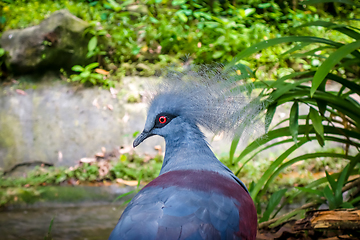 Image showing Western Crowned Pigeon