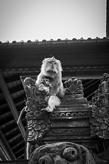 Image showing Monkeys on a temple roof in the Monkey Forest, Ubud, Bali, Indon