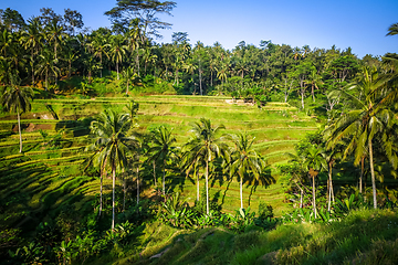 Image showing Paddy field rice terraces, ceking, Ubud, Bali, Indonesia