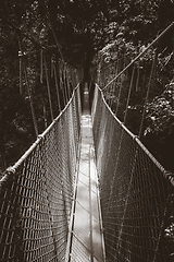 Image showing Suspension bridge, Taman Negara national park, Malaysia