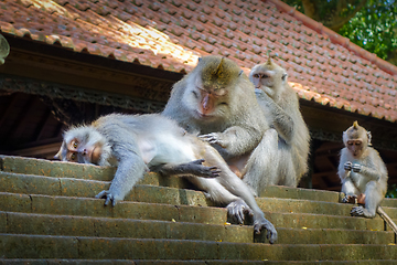 Image showing Monkeys on a temple roof in the Monkey Forest, Ubud, Bali, Indon