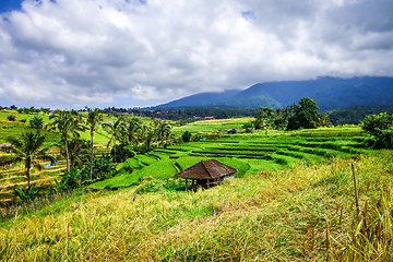 Image showing Jatiluwih paddy field rice terraces, Bali, Indonesia