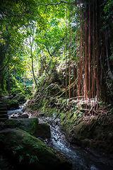 Image showing Jungle river landscape in the Monkey Forest, Ubud, Bali, Indones