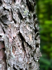 Image showing bark