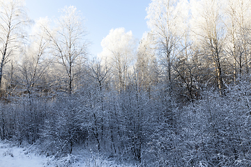 Image showing Frost on tree