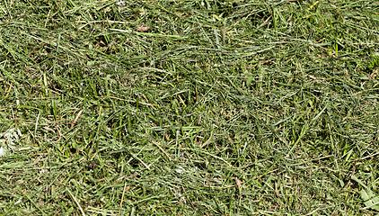 Image showing broken and sawn grass