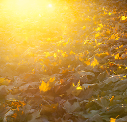 Image showing Sunset, autumn