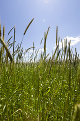 Image showing Agricultural field