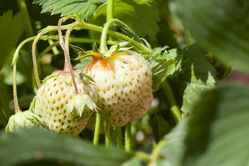 Image showing green unripe strawberry