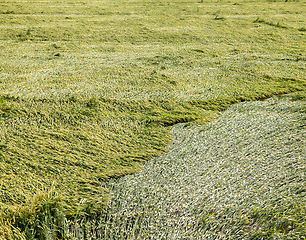 Image showing wheat bend , field