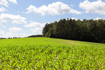 Image showing Green Corn field