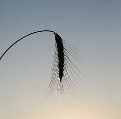 Image showing Wheat ears, close-up