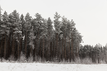 Image showing Snow drifts in winter