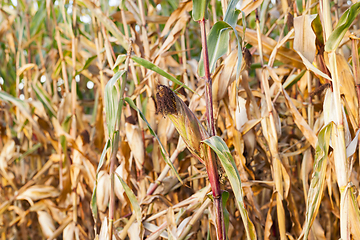 Image showing yellowed ripe corn