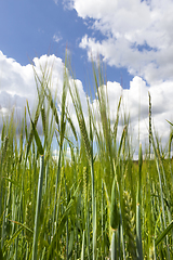 Image showing Wheat ears close-up