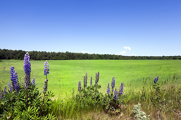 Image showing Wheat field