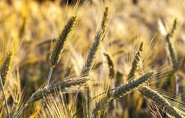 Image showing Wheat field