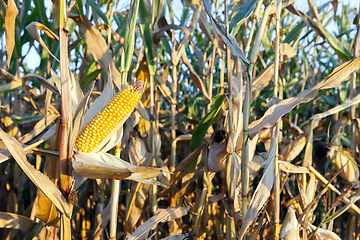 Image showing agricultural field with corn