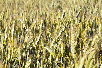 Image showing immature green grass